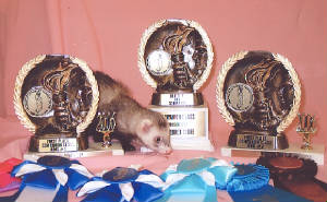 dicebabytrophies.jpg
